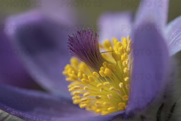 Common Pasque Flower (Pulsatilla vulgaris), Burgenland, Austria, Europe