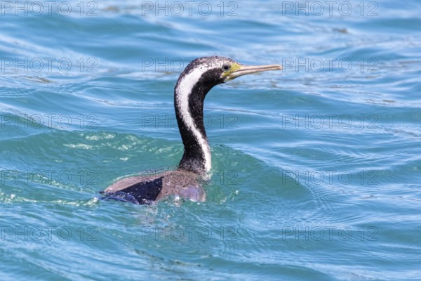Great cormorant (Phalacrocorax carbo), Boat Cruise, Akaroa, Banks Peninsula, Canterbury, New Zealand, Oceania