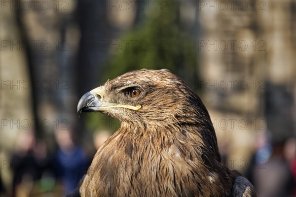 Steppe eagle (Aquila nipalensis) of Horus falconry in profile, medieval market Mystica Hamelon, proud look, portrait, Hamelin, Lower Saxony, Germany, Europe