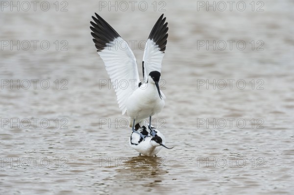 Black-capped avocets (Recurvirostra avosetta), mating, Lake Neusiedl National Park, Burgenland, Austria, Europe