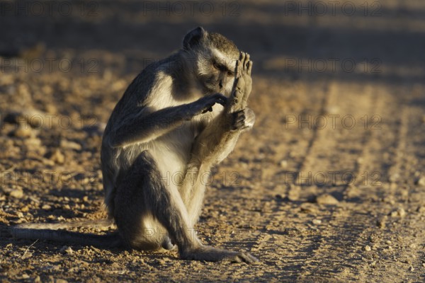 Vervet monkey (Chlorocebus pygerythrus), adult male sitting on a dirt road, grooming, evening light, Mahango Core Area, Bwabwata National Park, Kavango East, Caprivi Strip, Namibia, Africa