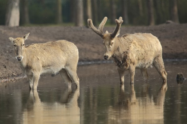 Père david's deer (Elaphurus davidianus), male, female, water, two, captive