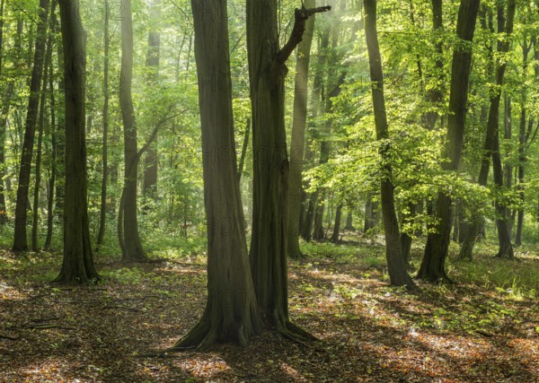 Hornbeam forest with sunbeams, Burgenlandkreis, Saxony-Anhalt, Germany, Europe