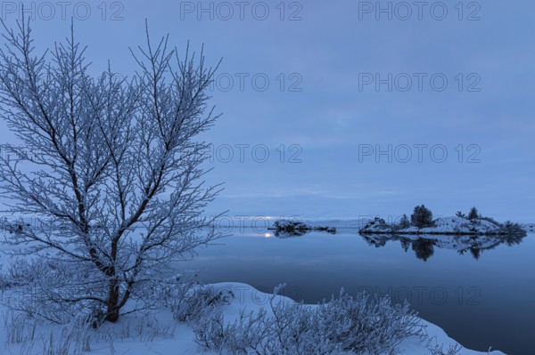 Snow-covered small islands overgrown with bushes in Lake Myvatn, at blue hour, Kalfaströnd, Northern Iceland Eyestra, Iceland, Europe