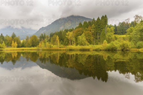 Marsh pond near Oberstdorf, Oberallgäu, Allgäu, Bavaria, Germany, Europe