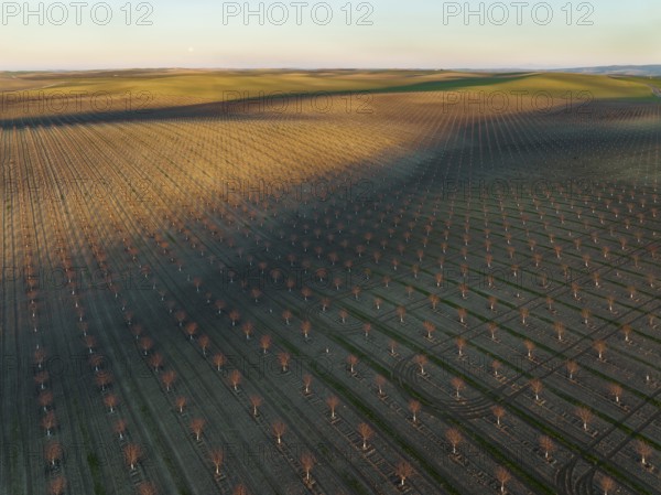 Cultivated young Almond Trees (Prunus dulcis) in the Campiña Cordobesa, the fertile rural area south of the town of Córdoba. in the evening with full moon, aerial view, drone shot, Córdoba province, Andalusia, Spain, Europe