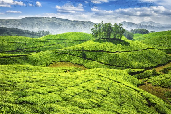 Green tea plantations in Munnar, Kerala, India, Asia