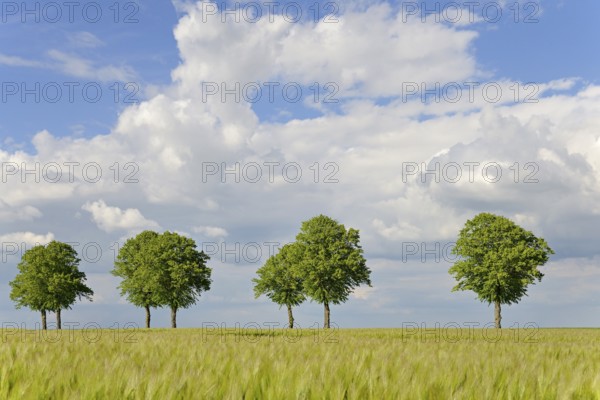 Linden trees (Tilia), row of trees by a green grain field, blue cloudy sky, North Rhine-Westphalia, Germany, Europe