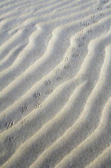 Abstract pattern of sea sand ripples formed by the wind and animal footprints in the dunes