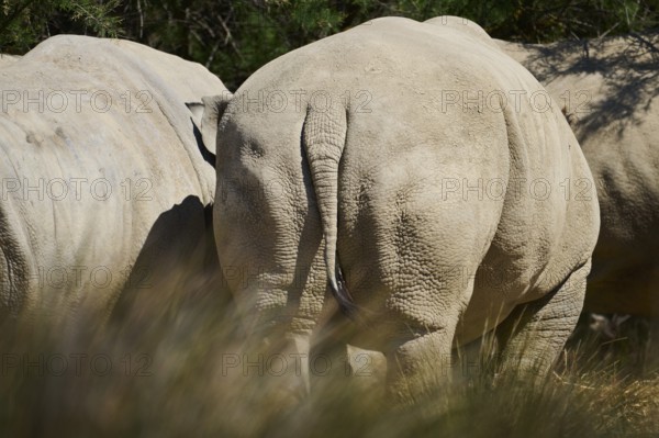 Square-lipped rhinoceros (Ceratotherium simum), back, captive, distribution Africa