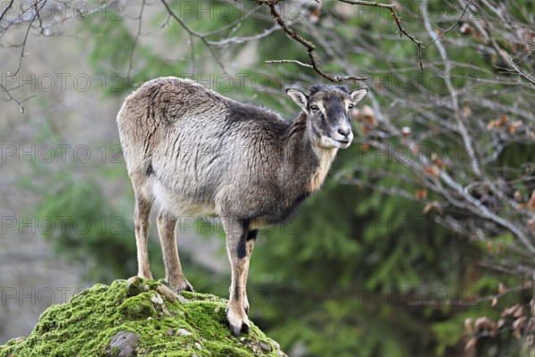 European mouflon (Ovis aries musimon), female standing on rock, captive, Switzerland, Europe