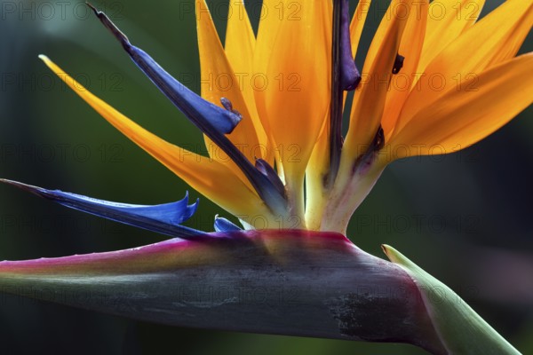 Flower of the Strelitzia (Strelitzia), Madeira, Portugal, Europe