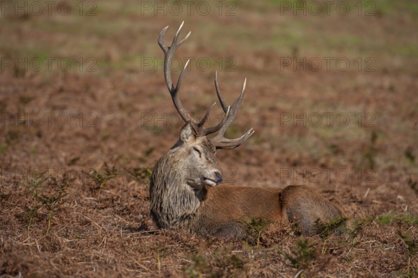 Red deer (Cervus elaphus) adult male stag sleeping, Leicestershire, England, United Kingdom, Europe