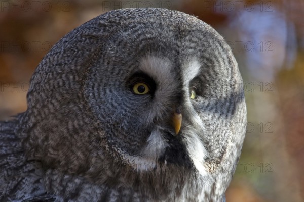 Bearded Owl (Strix nebulosa), captive, Bad Mergentheim Wildlife Park, Baden-Württemberg, Germany, Europe