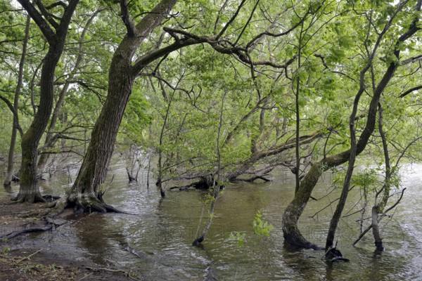 Lake Möhne, deciduous trees on the shore, lapped by the water, Möhne Dam, North Rhine-Westphalia, Germany, Europe