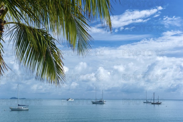 Bay with palm tree, sailing ships, travel, holiday, sea, tropics, nice weather, Arlie Beach, Queensland, Australia, Oceania