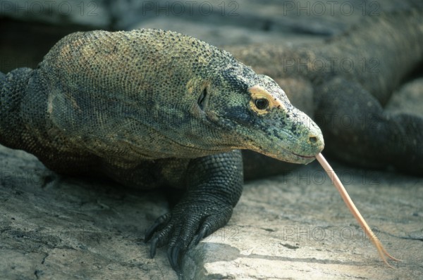 Komodo dragon (Varanus komodensis)