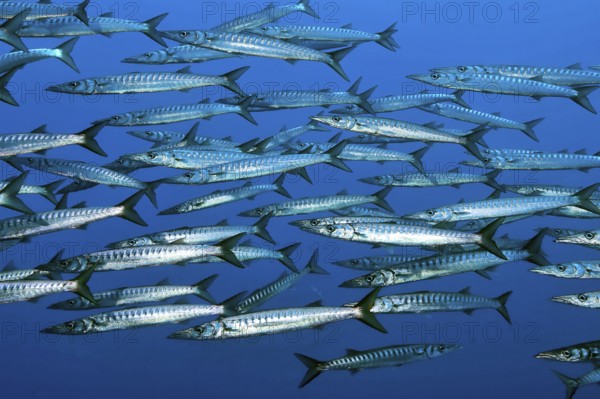 School Shoal of European Barracuda Mediterranean Barracuda (Sphyraena sphyraena), Mediterranean Sea, Elba, Tuscany, Italy, Europe