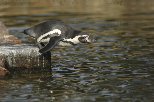 Humboldt penguin (Spheniscus humboldti), shore, standing, jump, water, leap, spectacled penguins (Sphenisciformes), spectacled penguin, Spheniscus, penguins, penguin, Spheniscidae, bird, animal, vertebrate, captive