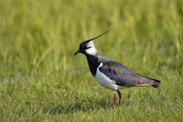 Northern lapwing (Vanellus vanellus), in a wet meadow, Dümmer, Lower Saxony, Germany, Europe