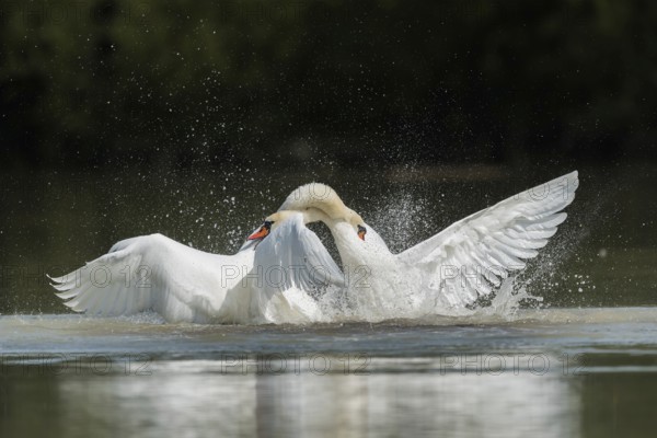 Mute swans (Cygnus olor), fighting in the water, Upper Austria, Austria, Europe