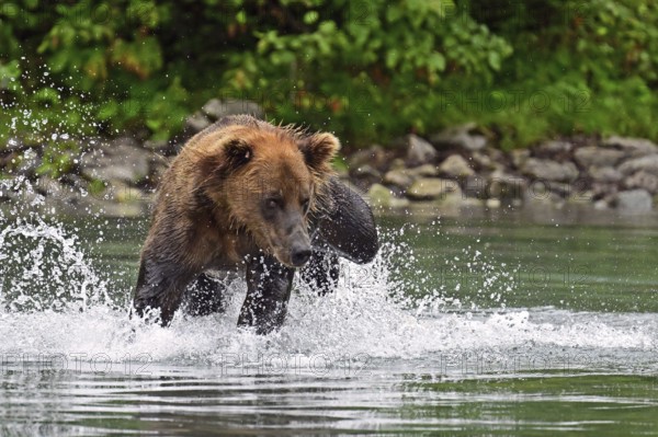 Brown bear (Ursus arctos) hunting for salmon in the water, Lake Clark National Park, Alaska