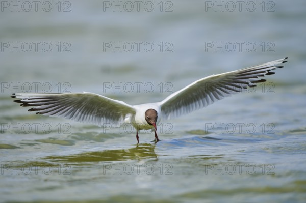 Black-headed gull (Chroicocephalus ridibundus) hunting on the water surface, flying, Camargue, France, Europe