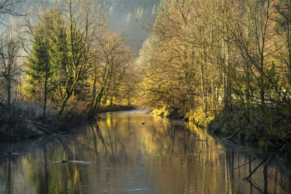 The river Untere Argen in the Allgäu in late autumn. The trees are almost bare. They are reflected in the calm water. Good weather with sunshine. Allgäu, Bavaria and Baden-Württemberg, Germany, Europe