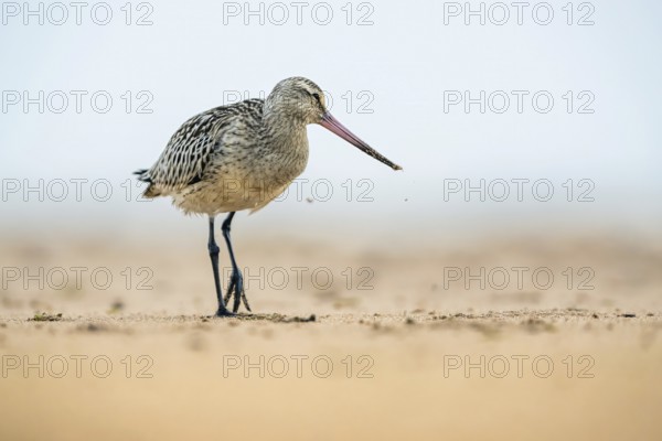 Black-tailed Godwit (Limosa limosa), birds feeding on the beach at low tide, Dawlish Warren, Devon, England, United Kingdom, Europe