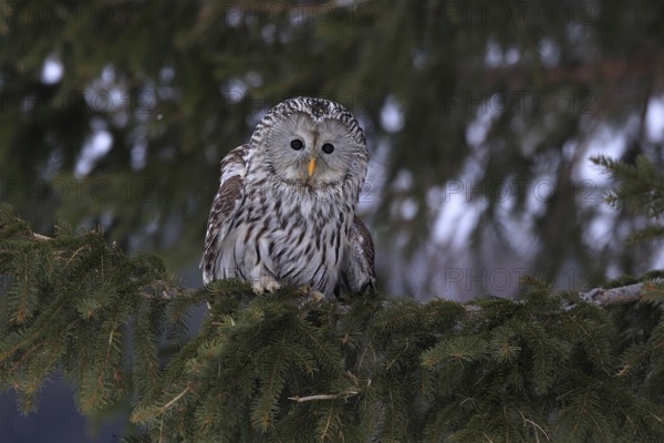 Ural Owl (Strix uralensis), adult, in winter, on tree, Bohemian Forest, Czech Republic, Europe