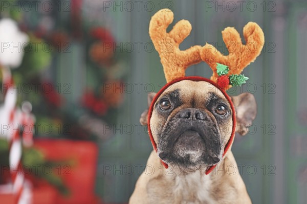 French Bulldog dog with Christmas reindeer antler costume headband