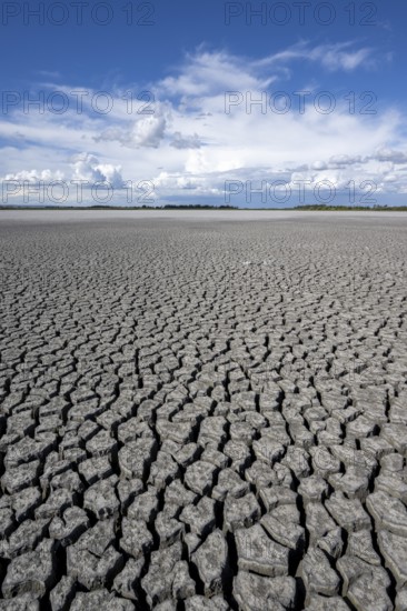 Cracked earth, heavily dried out Zicksee, Lake Neusiedl-Seewinkel National Park, Burgenland, Austria, Europe