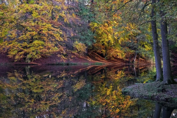 Ponds at Homborn, nature reserve, Homborn Valley, Borken, Münsterland, North Rhine-Westphalia, Germany, Europe