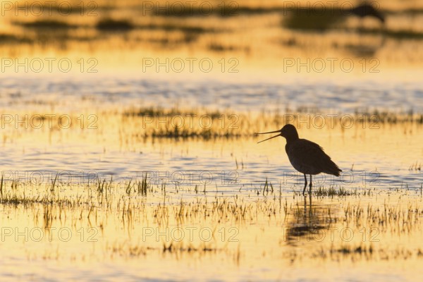Black-tailed Godwit (Limosa limosa) in backlight, evening mood, calling, silhouette, Dümmerniederung, Lower Saxony, Germany, Europe