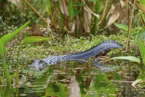 American alligator (Alligator mississippiensis), in the water, spring, Shark valley, Everglades National Park, Florida, USA, North America