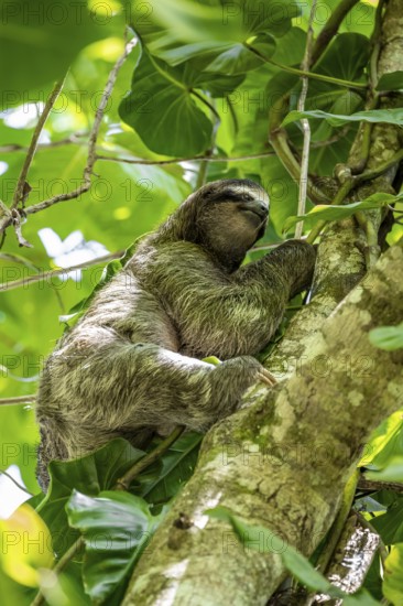 Brown-throated sloth (Bradypus variegatus) climbing a tree, Cahuita National Park, Costa Rica, Central America