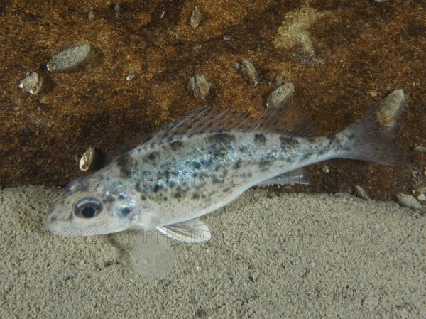 A speckled ruffe (Gymnocephalus cernua) lies on the sandy bottom, dive site Ermitage, Küsnacht, Lake Zurich, Canton Zurich, Switzerland, Europe