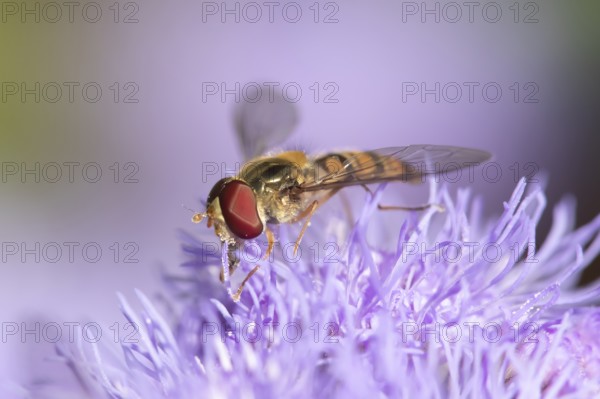 Common hoverfly (Eupeodes corollae) adult insect feeding on garden flower in summer, England, United Kingdom, Europe