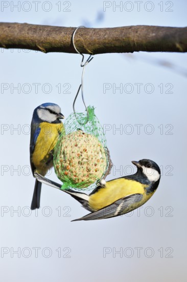 Great tit (Parus major) and blue tit (Cyanistes caeruleus, syn.: Parus caeruleus), two birds at a tit dumpling, winter feeding of songbirds, Middle Elbe Biosphere Reserve, Dessau-Roßlau, Saxony-Anhalt, Germany, Europe