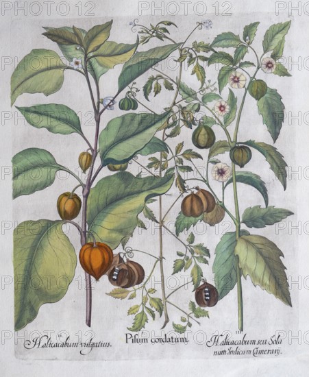 Bladder cherry or lampion flower (Physalis Alkekengi), balloon plant or heart seed (Cardiospermum Halicacabum), bladder cherry, Cape gooseberry or lampion flower (Physalis Spec.), hand-coloured copperplate engraving by Basilius Besler, from Hortus Eystettensis, 1613