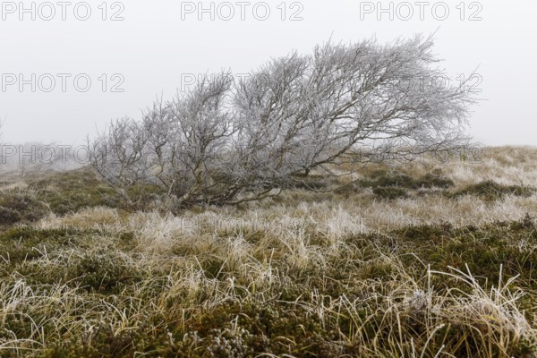 Marram Grass with hoar frost and windblown dunes in the dune landscape in the fog on Norderney, Lower Saxony, Germany, Europe