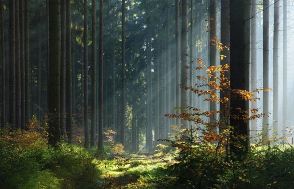 Spruce forest in autumn with fog, sun shining through the tree trunks, young beech trees with autumn leaves, Harz foreland, Saxony-Anhalt, Germany, Europe