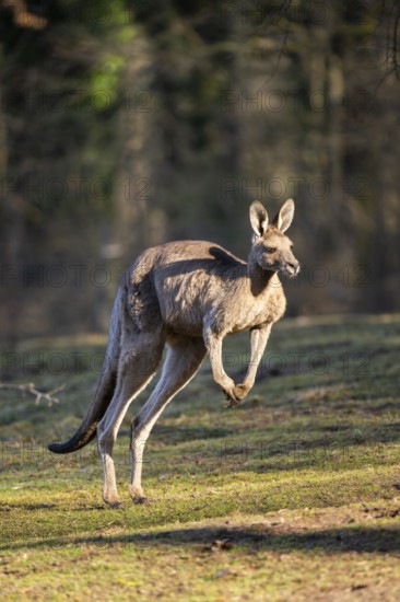 Eastern Gray Kangaroo (Macropus giganteus) jumping on a meadow, captive, occurance Australia, Oceania