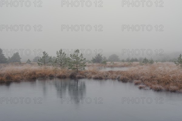 View of a frozen pond in the moor with hoarfrost frozen vegetation, landscape photo, nature photo, flora, fauna, landscape format, fog, trees, grasses, forest area, winter, snow, ice, frost, cold, season, cosy, Nienburg, Lower Saxony, Germany, Europe