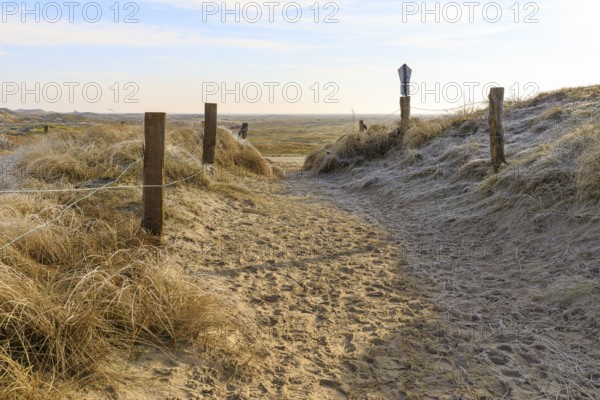 Path in the dune landscape, Norderney, Lower Saxony, Germany, Europe