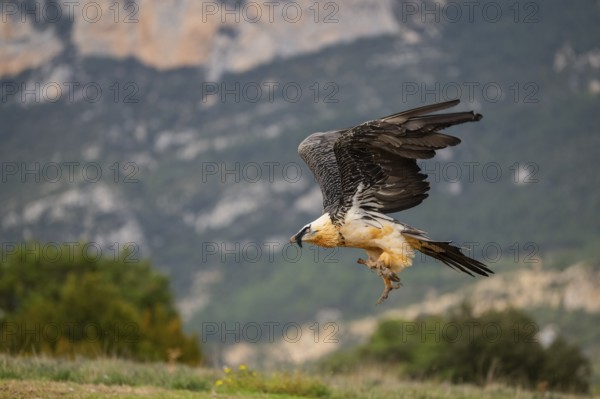 Bearded Vulture (Gypaetus barbatus) adult bird in flight with mountains in the backround, Pyrenees, Lleida, Spain, Europe