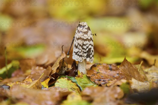 Magpie mushroom (Coprinopsis picacea) growing in a forest in autmn, Bavaria, Germany, Europe
