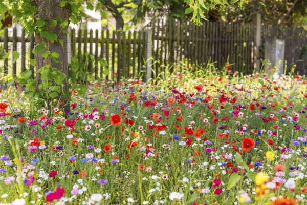 Colourful and species-rich flowering meadow in bloom, Saxony, Germany, Europe