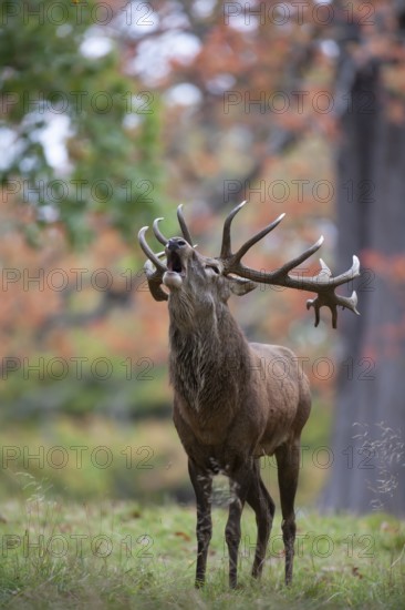 Red deer (Cervus elaphus) adult male stag roaring during the rutting season in a woodland in autumn, England, United Kingdom, Europe