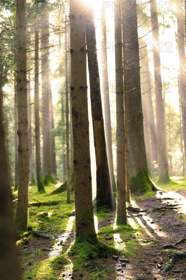 Rays of light fall through the canopy into a moss-covered forest, Unterhaugstett, Black Forest, Germany, Europe